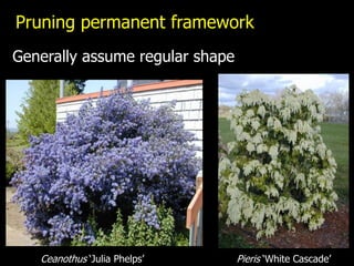 Pruning permanent framework
Generally assume regular shape




   Ceanothus „Julia Phelps‟      Pieris „White Cascade‟
 