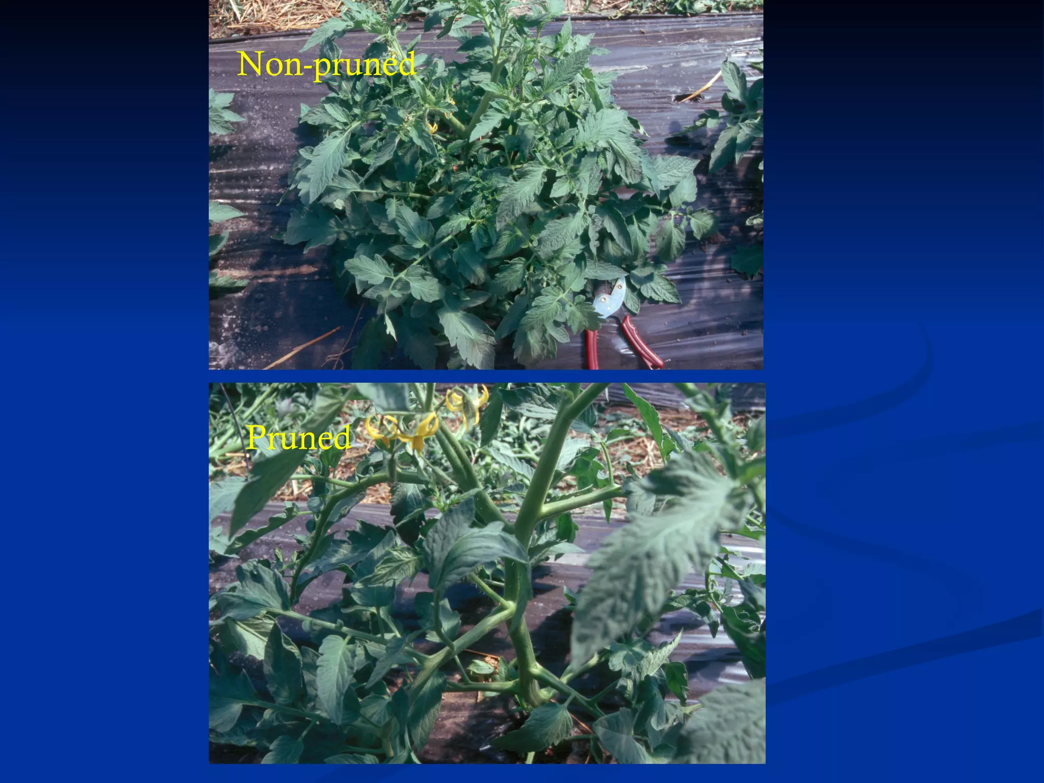 Non-pruned




Pruned
 