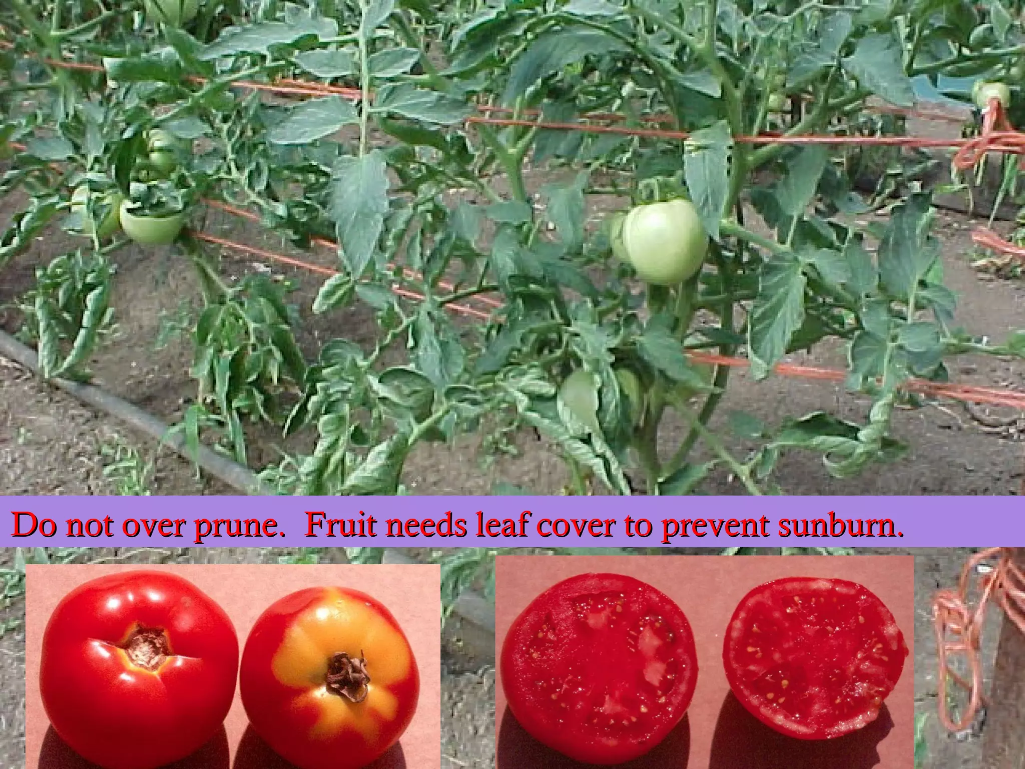 Do not over prune. Fruit needs leaf cover to prevent sunburn.




 Source: L. Kamar
 