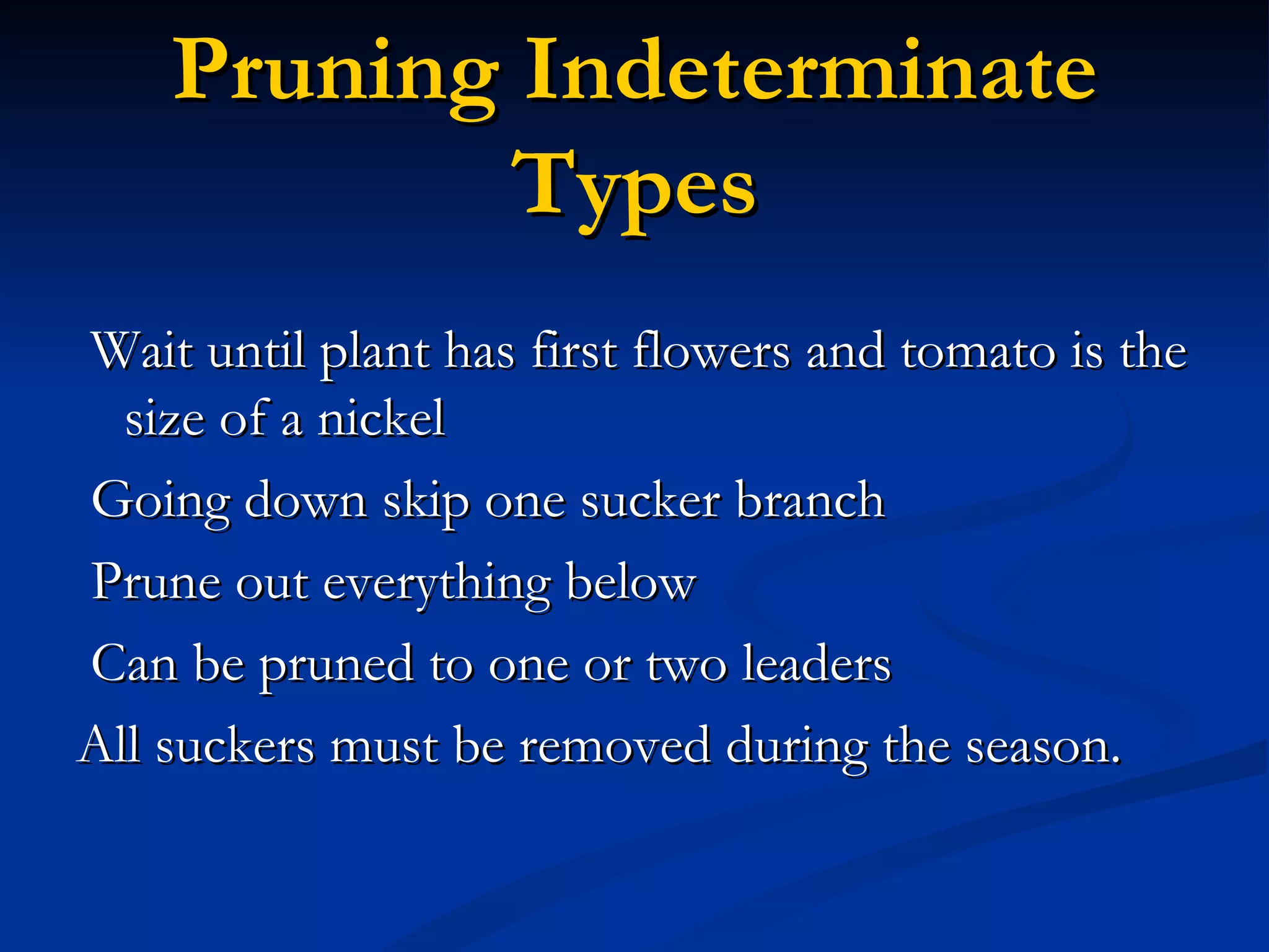 Pruning Indeterminate
            Types
Wait until plant has first flowers and tomato is the
  size of a nickel
Going down skip one sucker branch
Prune out everything below
Can be pruned to one or two leaders
All suckers must be removed during the season.
 