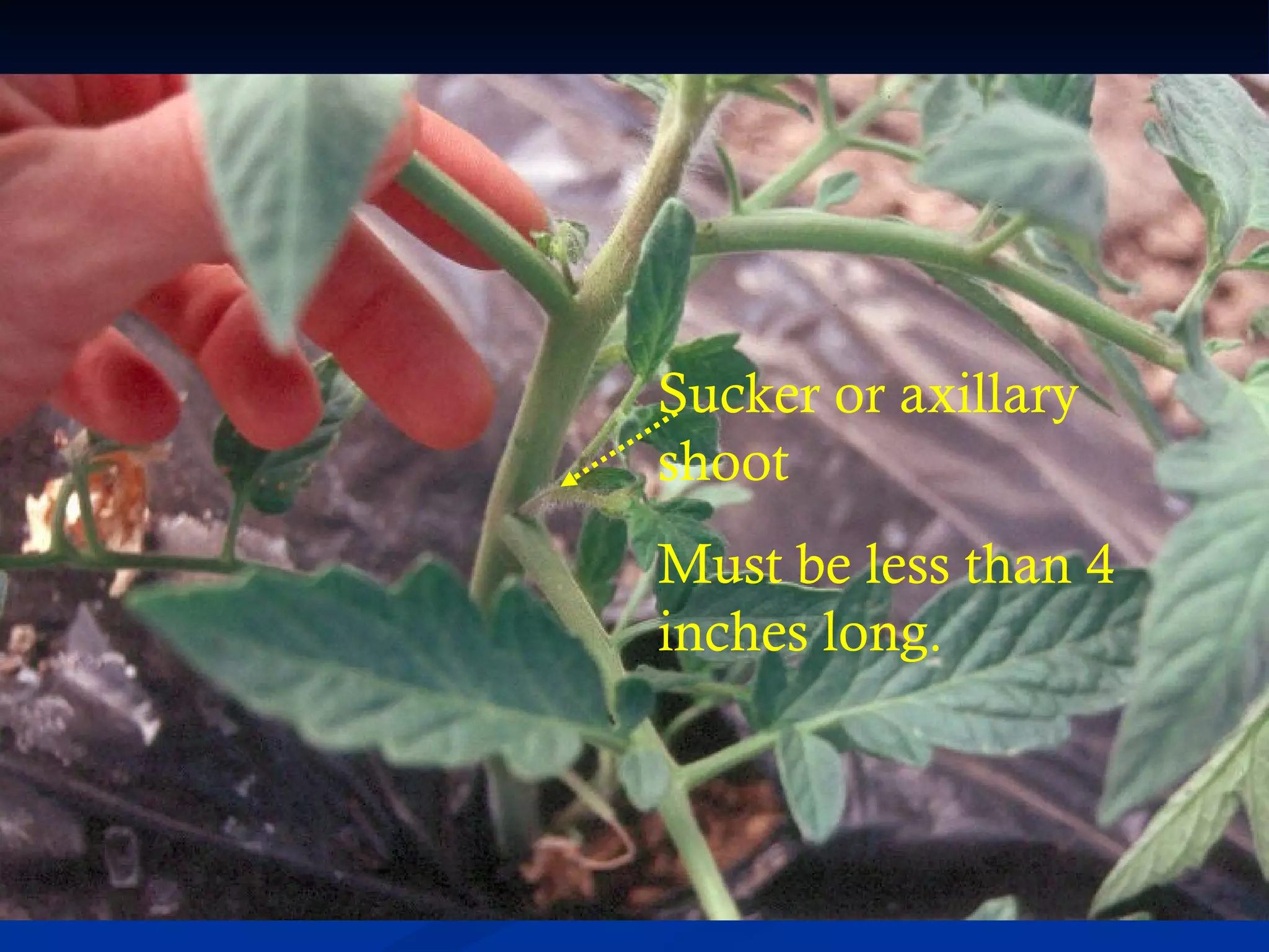 Sucker or axillary
shoot
Must be less than 4
inches long.
 