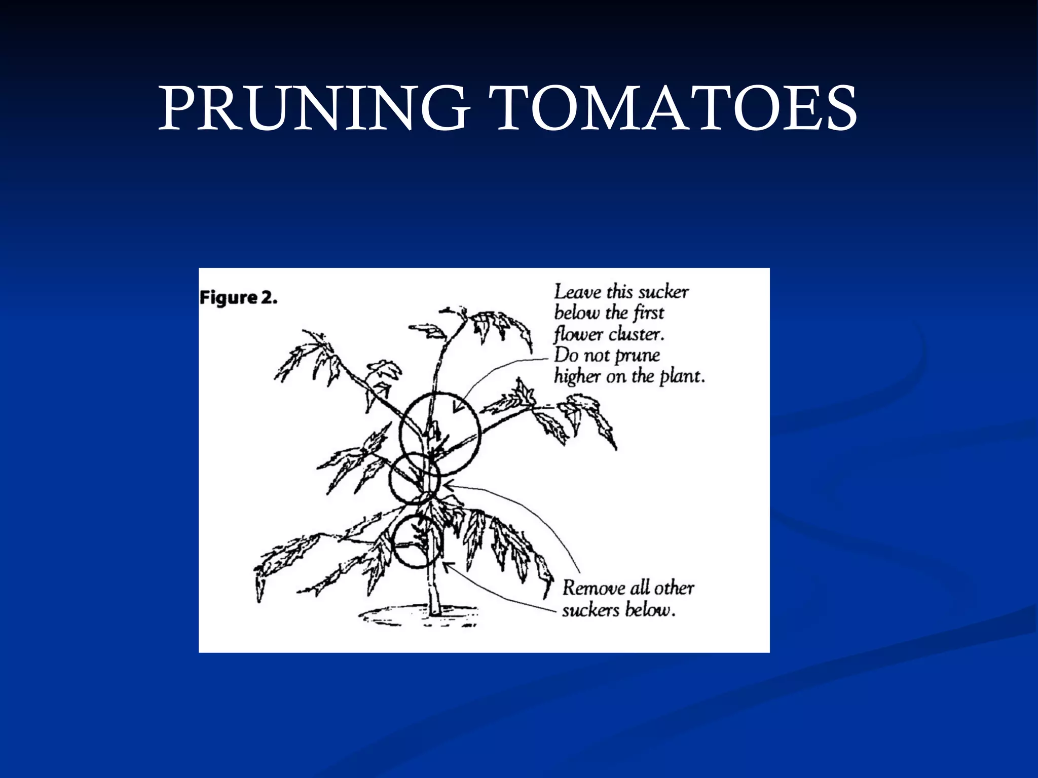 PRUNING TOMATOES
 