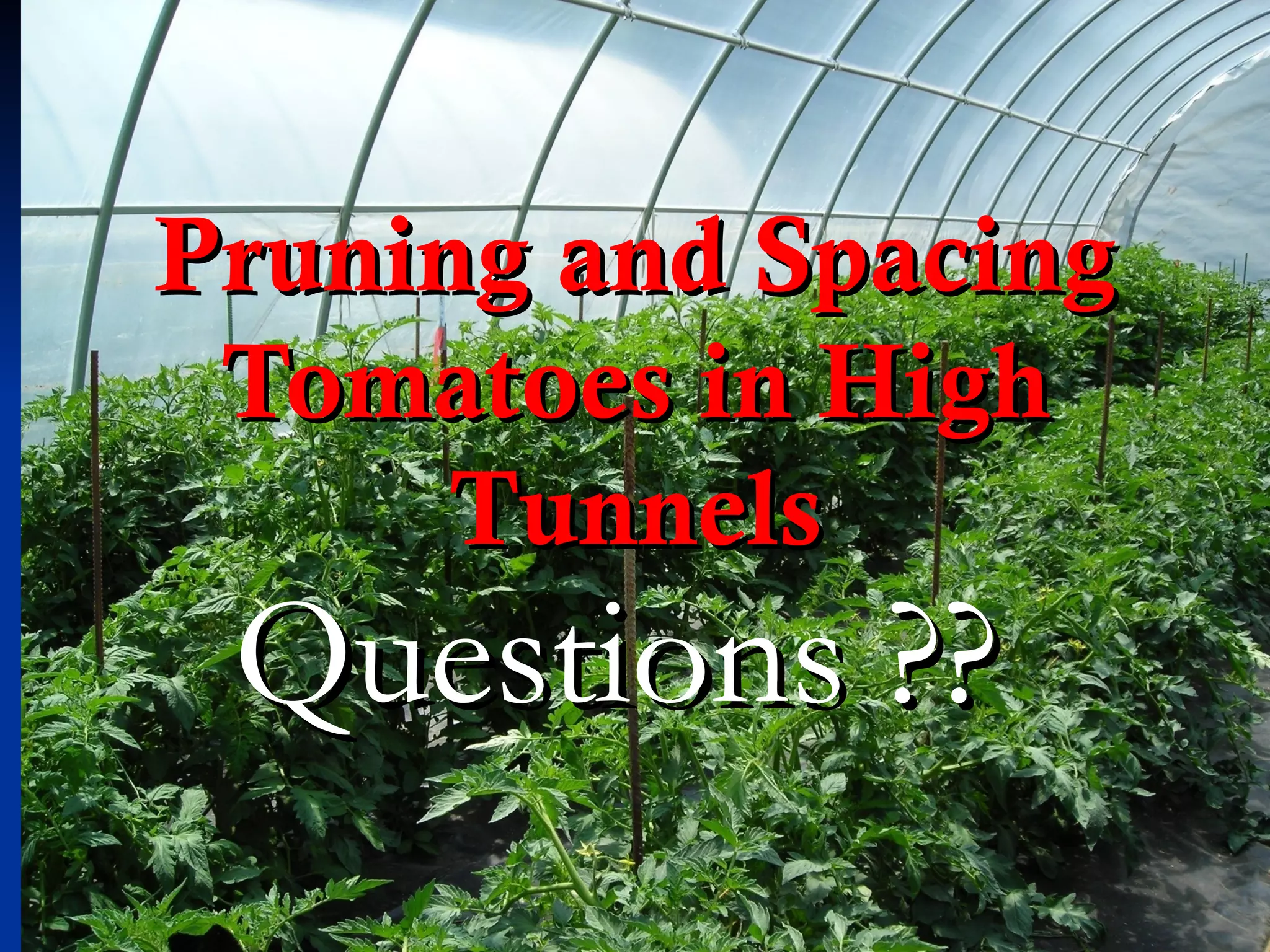 Pruning and Spacing
 Tomatoes in High
      Tunnels
 Questions ??
 