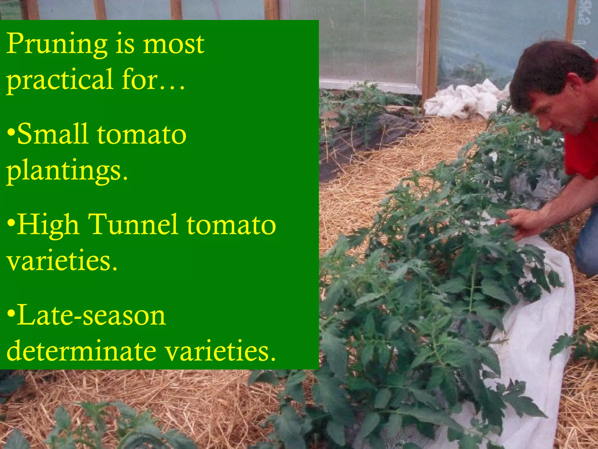 Pruning is most
practical for…
•Small tomato
plantings.
•High Tunnel tomato
varieties.
•Late-season
determinate varieties.
 