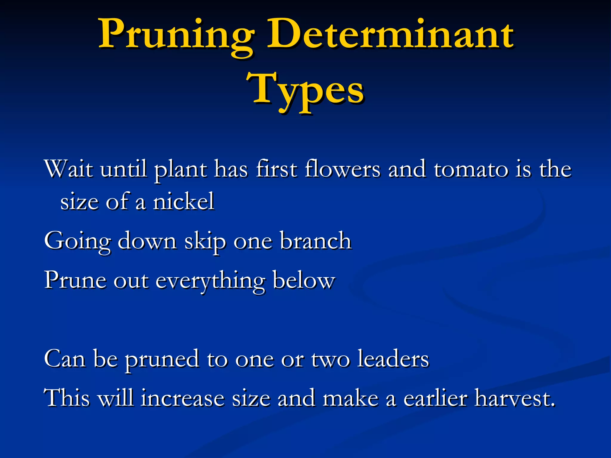 Pruning Determinant
            Types
Wait until plant has first flowers and tomato is the
 size of a nickel
Going down skip one branch
Prune out everything below

Can be pruned to one or two leaders
This will increase size and make a earlier harvest.
 