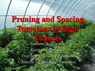 Pruning and Spacing
 Tomatoes in High
      Tunnels
        Terrance T, Nennich
        Extension Professor
  Fruit and Vegetable Production
 University of Minnesota Extension
 