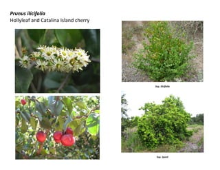 Prunus ilicifolia
Hollyleaf and Catalina Island cherry
Ssp. ilicifolia
Ssp. lyonii
 