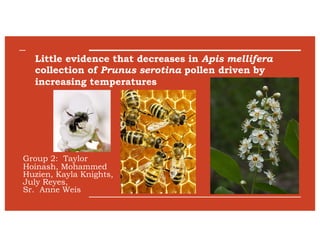 Little evidence that decreases in Apis mellifera
collection of Prunus serotina pollen driven by
increasing temperatures
Group 2: Taylor
Hoinash, Mohammed
Huzien, Kayla Knights,
July Reyes,
Sr. Anne Weis
 