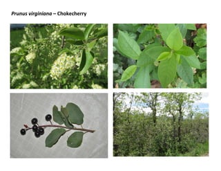 Prunus virginiana – Chokecherry
 