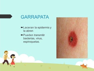 GARRAPATA
Laceran la epidermis y
la abren
Pueden transmitir
bacterias, virus,
espiroquetas.
 