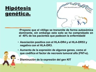Hipótesis
genética.
•Propone que el vitiligo se transmite de forma autosómica
dominante, sin embargo esto solo se ha comprobado en
el 40% de los pacientes que padecen la enfermdadd
• Asociación positiva con el HLA-DR4 y el HLA-DR53 y
negativa con el HLA-DR3.
• Aumento de la expresión de algunos genes, como el
que codifica el factor de necrosis tumoral alfa (FNT-α).
• Disminución de la expresión del gen KIT
 