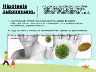 Hipótesis
autoinmune.
• Surge por asociación con otras
enfermedades autoinmunes,
detección de anticuerpos y
cambios inflamatorios en la piel.
• Autoinmunización primaria con anticuerpos contra antígenos del sistema
melanogénico o como un fenómeno secundario seguido de la autodestrucción de
los melanocitos, amplificando el daño.
• Apoya esta teoría la presencia de halo eritematoso en la periferia de algunas manchas.
• De los pacientes con vitíligo, 30% desarrollan otra enfermedad autoinmune
asociada.
 