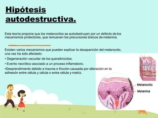 Hipótesis
autodestructiva.
Esta teoría propone que los melanocitos se autodestruyen por un defecto de los
mecanismos protectores, que remueven los precursores tóxicos de melanina.
Existen varios mecanismos que pueden explicar la desaparición del melanocito,
una vez ha sido afectado:
• Degeneración vacuolar de los queratinocitos.
• Evento necrótico asociado a un proceso inflamatorio.
•Desprendimiento debido a trauma o fricción causada por alteración en la
adhesión entre célula y célula o entre célula y matriz.
 