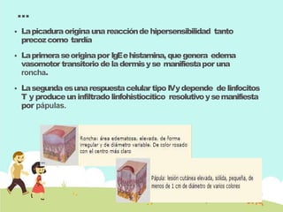 …
 Lapicaduraoriginaunareaccióndehipersensibilidad tanto
precozcomo tardía
 Laprimeraseoriginapor IgEehistamina,quegenera edema
vasomotor transitoriodeladermisyse manifiestapor una
roncha.
 LasegundaesunarespuestacelulartipoIVydepende delinfocitos
T y produceuninfiltradolinfohistiocítico resolutivoysemanifiesta
por pápulas.
 