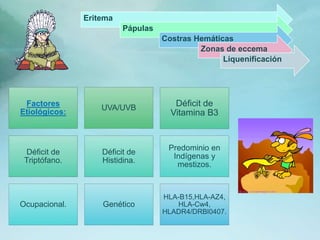 Eritema
Pápulas
Costras Hemáticas
Zonas de eccema
Liquenificación
UVA/UVB
Factores
Etiológicos:
Déficit de
Vitamina B3
Déficit de
Triptófano.
Déficit de
Histidina.
Predominio en
Indígenas y
mestizos.
Ocupacional. Genético
HLA-B15,HLA-AZ4,
HLA-Cw4,
HLADR4/DRBl0407.
 