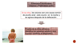 Enterobius vermicularis 
(oxiuros ), Pediculosis pubis 
En los niños, los oxiuros son una causa común 
de prurito anal ; esto ocurre en la noche y 
se agrava después de la defecación . 
Prueba de la cinta adhesiva 
identifica los gusanos adultos y sus 
huevos: confirma el diagnóstico. 
 