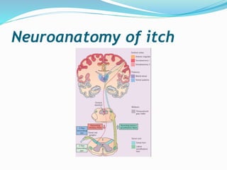 Neuroanatomy of itch
 