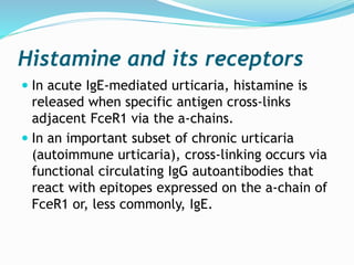 Histamine and its receptors
 In acute IgE-mediated urticaria, histamine is
released when specific antigen cross-links
adjacent FceR1 via the a-chains.
 In an important subset of chronic urticaria
(autoimmune urticaria), cross-linking occurs via
functional circulating IgG autoantibodies that
react with epitopes expressed on the a-chain of
FceR1 or, less commonly, IgE.
 