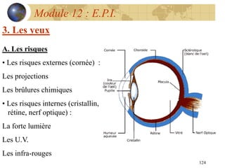 124
Module 12 : E.P.I.
3. Les yeux
A. Les risques
• Les risques externes (cornée) :
Les projections
Les brûlures chimiques
• Les risques internes (cristallin,
rétine, nerf optique) :
La forte lumière
Les U.V.
Les infra-rouges
 