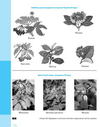 78
78
Найбільш розповсюджені чагарники України (ІІІ ярус)
Бузина
Калина
ЛіщинаЖостір
Бруслина
Деякі лісові трави, чагарники (ІV ярус)
Шипшина Веснівка дволиста Малина
Розділ ІІІ. Природні та штучні системи в середовищі життя людини
 