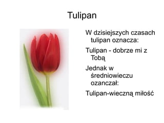 Tulipan W dzisiejszych czasach tulipan oznacza: 