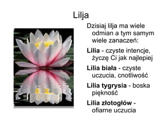 Tulipan - dobrze mi z Tobą 