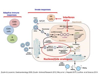 Zoulim & Locarnini, Gastroenterology 2009; Zoulim Antiviral Research 2012; Mico et al J Hepatol 2013; Lucifora et al Science 2014
NK
cells
Innate responses
CD8+
cells
B
cells
CD4+
cells
Adaptive immune
responses
Nucleos(t)ide analogues
Interferon
alphaNTCP
 