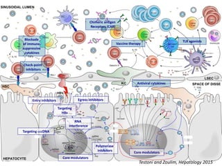 Vaccine therapy
Check-point
inhibitors
TLR agonistsBlockade
of immune-
suppressive
cytokines
Chimeric antigen
Receptors (CAR)
Antiviral cytokines
Entry inhibitors
Core modulators
Targeting cccDNA
Polymerase
inhibitors
RNA
interference
Egress Inhibitors
Core modulators
Targeting
HBx
Testoni and Zoulim, Hepatology 2015
 