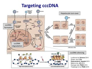 Lucifora et al, Science 2014
Zoulim, et al, Clin
Gastroenterol Hepatol 2013
Belloni et al, JCI 2012
Koeniger etal, PNAS 2014
Tropberger et al, PNAS 2015
Hepatocyte turn-over
cccDNA silencing
cccDNA
degradation
cccDNA
formation
Targeting cccDNA
 