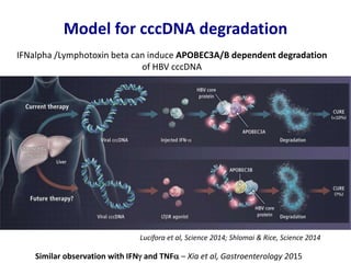 Lucifora et al, Science 2014; Shlomai & Rice, Science 2014
Model for cccDNA degradation
IFNalpha /Lymphotoxin beta can induce APOBEC3A/B dependent degradation
of HBV cccDNA
Similar observation with IFNg and TNF – Xia et al, Gastroenterology 2015
 