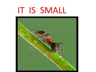 IT  IS  SMALL 
