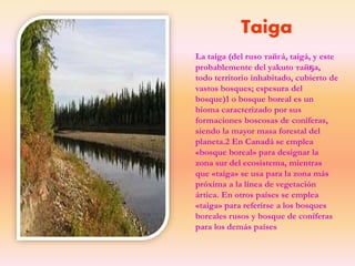 Taiga
La taiga (del ruso тайгá, taigá, y este
probablemente del yakuto тайҕа,
todo territorio inhabitado, cubierto de
vastos bosques; espesura del
bosque)1 o bosque boreal es un
bioma caracterizado por sus
formaciones boscosas de coníferas,
siendo la mayor masa forestal del
planeta.2 En Canadá se emplea
«bosque boreal» para designar la
zona sur del ecosistema, mientras
que «taiga» se usa para la zona más
próxima a la línea de vegetación
ártica. En otros países se emplea
«taiga» para referirse a los bosques
boreales rusos y bosque de coníferas
para los demás países
 