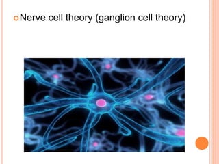 Nerve cell theory (ganglion cell theory)
 
