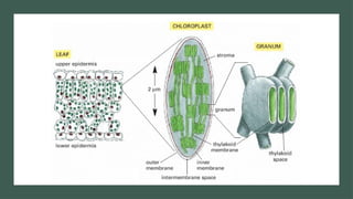 Chloroplast Photosynthesis PowerPoint Presentation | PPTX