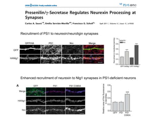 Recruitment of PS1 to neurexin/neuroligin synapses




Enhanced recruitment of neurexin to Nlg1 synapses in PS1-deficient neurons
 
