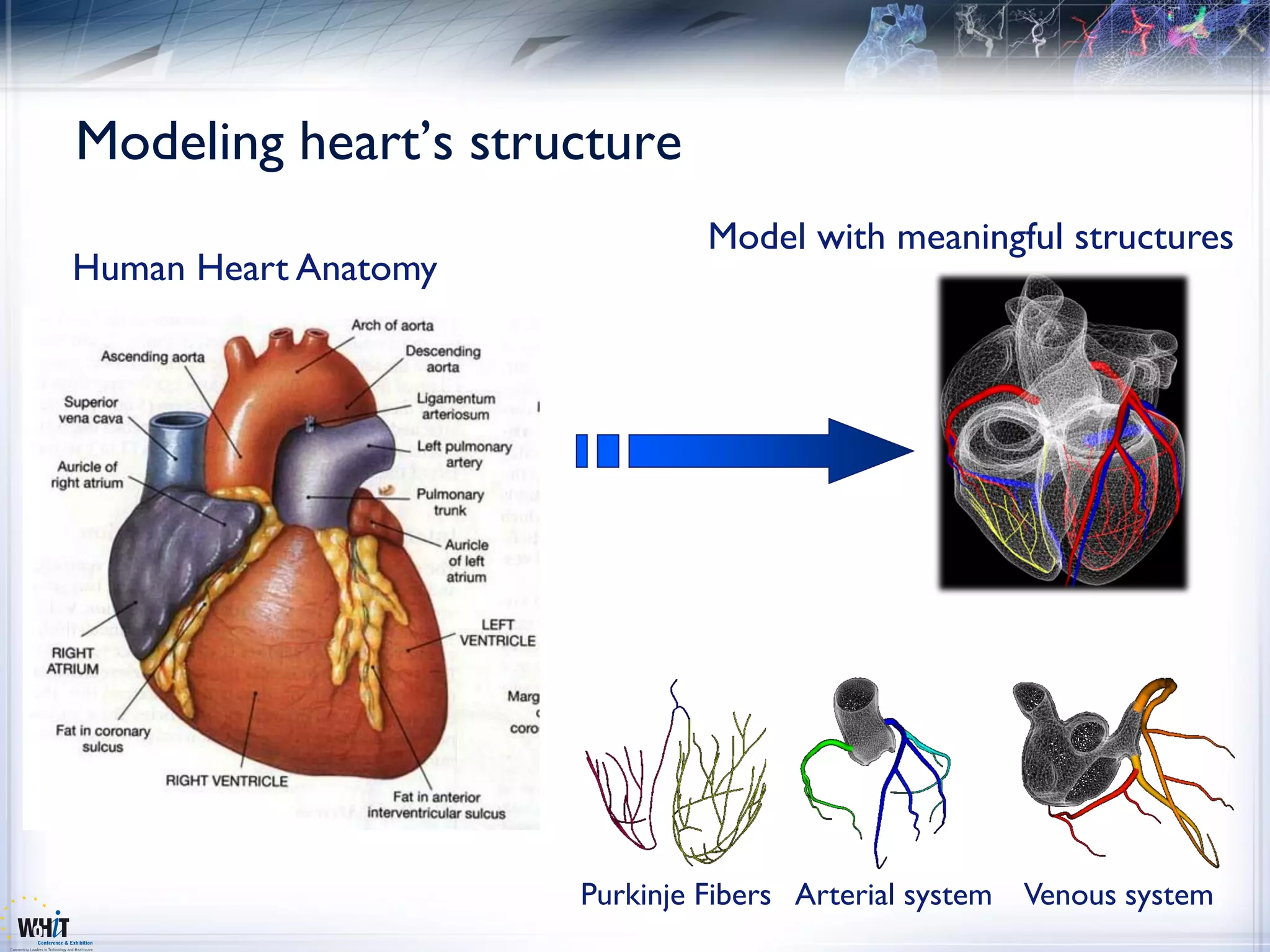 Modeling heart’s structure
                               Model with meaningful structures
Human Heart Anatomy




                      Purkinje Fibers Arterial system Venous system
 