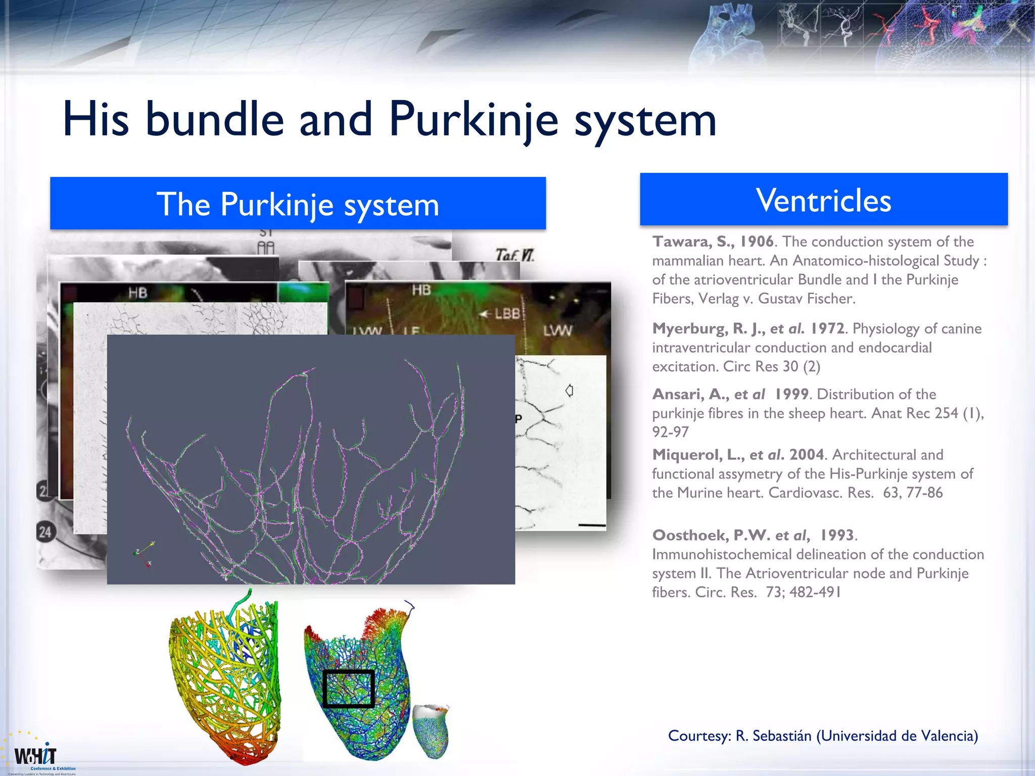 His bundle and Purkinje system
    The Purkinje system                   Ventricles
                          Tawara, S., 1906. The conduction system of the
                          mammalian heart. An Anatomico-histological Study :
                          of the atrioventricular Bundle and I the Purkinje
                          Fibers, Verlag v. Gustav Fischer.
                          Myerburg, R. J., et al. 1972. Physiology of canine
                          intraventricular conduction and endocardial
                          excitation. Circ Res 30 (2)
                          Ansari, A., et al 1999. Distribution of the
                          purkinje fibres in the sheep heart. Anat Rec 254 (1),
                          92-97
                          Miquerol, L., et al. 2004. Architectural and
                          functional assymetry of the His-Purkinje system of
                          the Murine heart. Cardiovasc. Res. 63, 77-86

                          Oosthoek, P.W. et al, 1993.
                          Immunohistochemical delineation of the conduction
                          system II. The Atrioventricular node and Purkinje
                          fibers. Circ. Res. 73; 482-491




                            Courtesy: R. Sebastián (Universidad de Valencia)
 