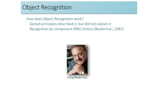 Object Recognition
How does Object Recognition work?
Gestalt principles described it, but did not explain it
Recognition by component (RBC) theory (Biederman, 1987)
Irving Biederman
 