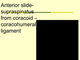 Anterior slide-
supraspinatus
from coracoid –
coracohumeral
ligament
 
