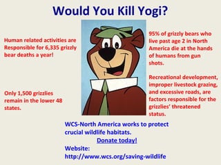 Would You Kill Yogi?
Human related activities are
Responsible for 6,335 grizzly
bear deaths a year!
95% of grizzly bears who
live past age 2 in North
America die at the hands
of humans from gun
shots.
Only 1,500 grizzlies
remain in the lower 48
states.
WCS-North America works to protect
crucial wildlife habitats.
Donate today!
Website:
http://www.wcs.org/saving-wildlife
Recreational development,
improper livestock grazing,
and excessive roads, are
factors responsible for the
grizzlies’ threatened
status.
 