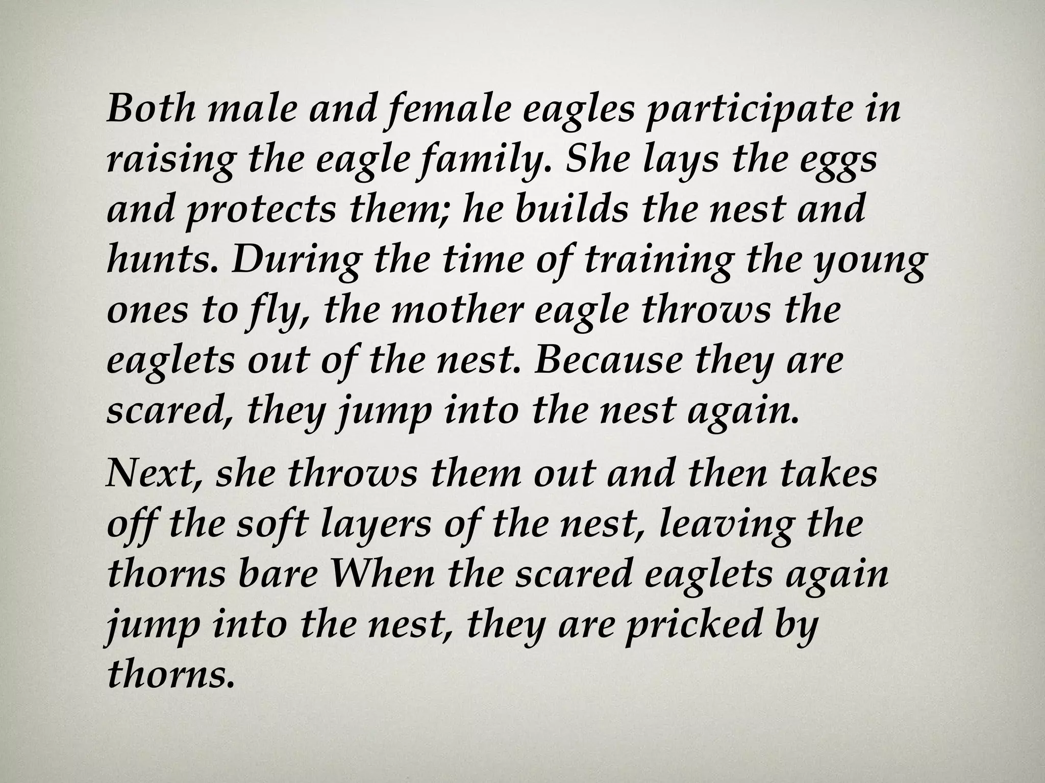 Both male and female eagles participate in
raising the eagle family. She lays the eggs
and protects them; he builds the nest and
hunts. During the time of training the young
ones to fly, the mother eagle throws the
eaglets out of the nest. Because they are
scared, they jump into the nest again.
Next, she throws them out and then takes
off the soft layers of the nest, leaving the
thorns bare When the scared eaglets again
jump into the nest, they are pricked by
thorns.
 