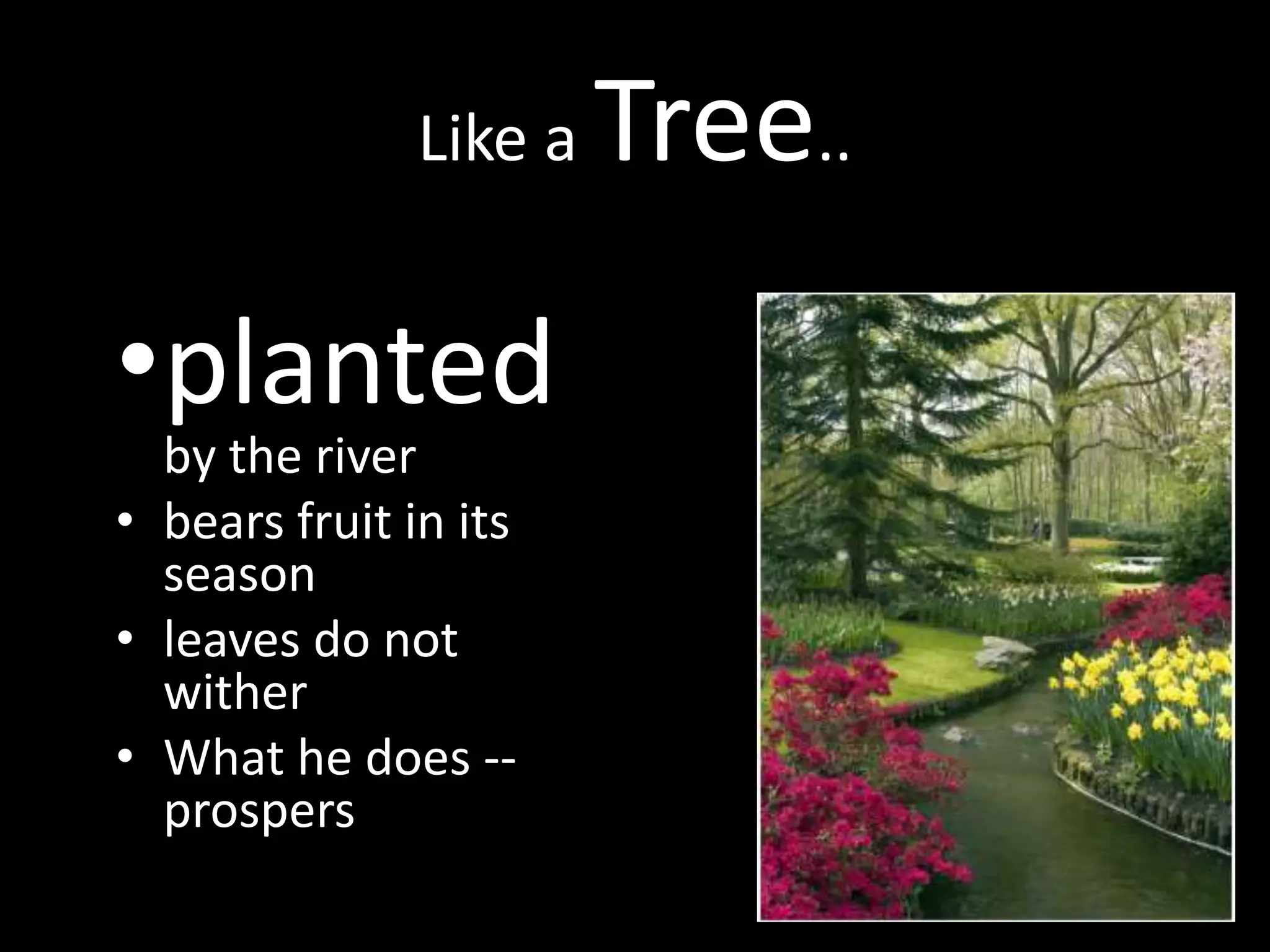Like a Tree..
•planted
by the river
• bears fruit in its
season
• leaves do not
wither
• What he does --
prospers
 