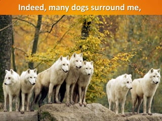 Indeed, many dogs surround me,
 