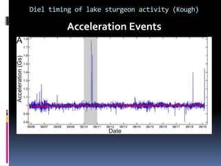 Diel timing of lake sturgeon activity (Kough)
Acceleration Events
 