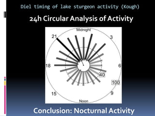 Diel timing of lake sturgeon activity (Kough)
24h Circular Analysis of Activity
Conclusion: Nocturnal Activity
 
