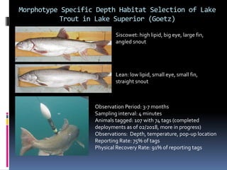 Morphotype Specific Depth Habitat Selection of Lake
Trout in Lake Superior (Goetz)
Siscowet: high lipid, big eye, large fi...