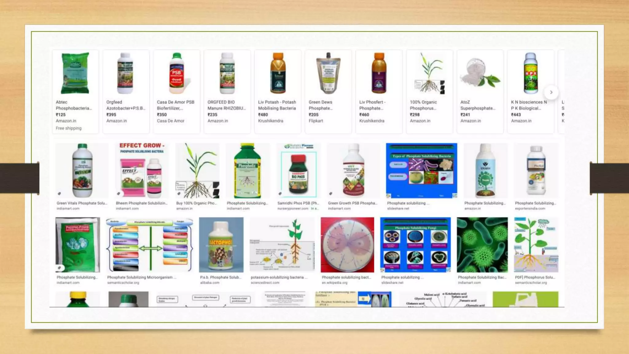 Phosphate Solubilising bacteria - Mass cultivation | PPTX