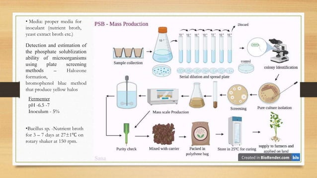 Phosphate Solubilising bacteria - Mass cultivation | PPTX | Agriculture ...