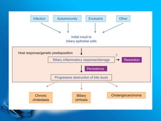 Etiologies
 Unknown.
 Many Hypothesis.
 Genetic element: HLA B8.
 Environmental triggers in genetic susceptible
individuals.
 