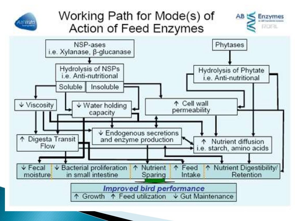 Enzymes ,Feed additives and Non additives in feed production